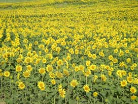 Sunflowers in Conil