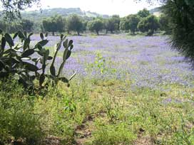 Sierra de grazalema